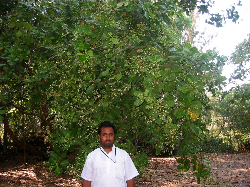 71 jagannath puri parikrama 2004.03.08
