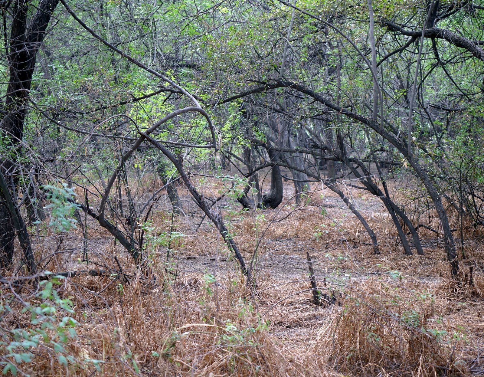 36 badabhaitan rasouli parikrama 2019 12 18
