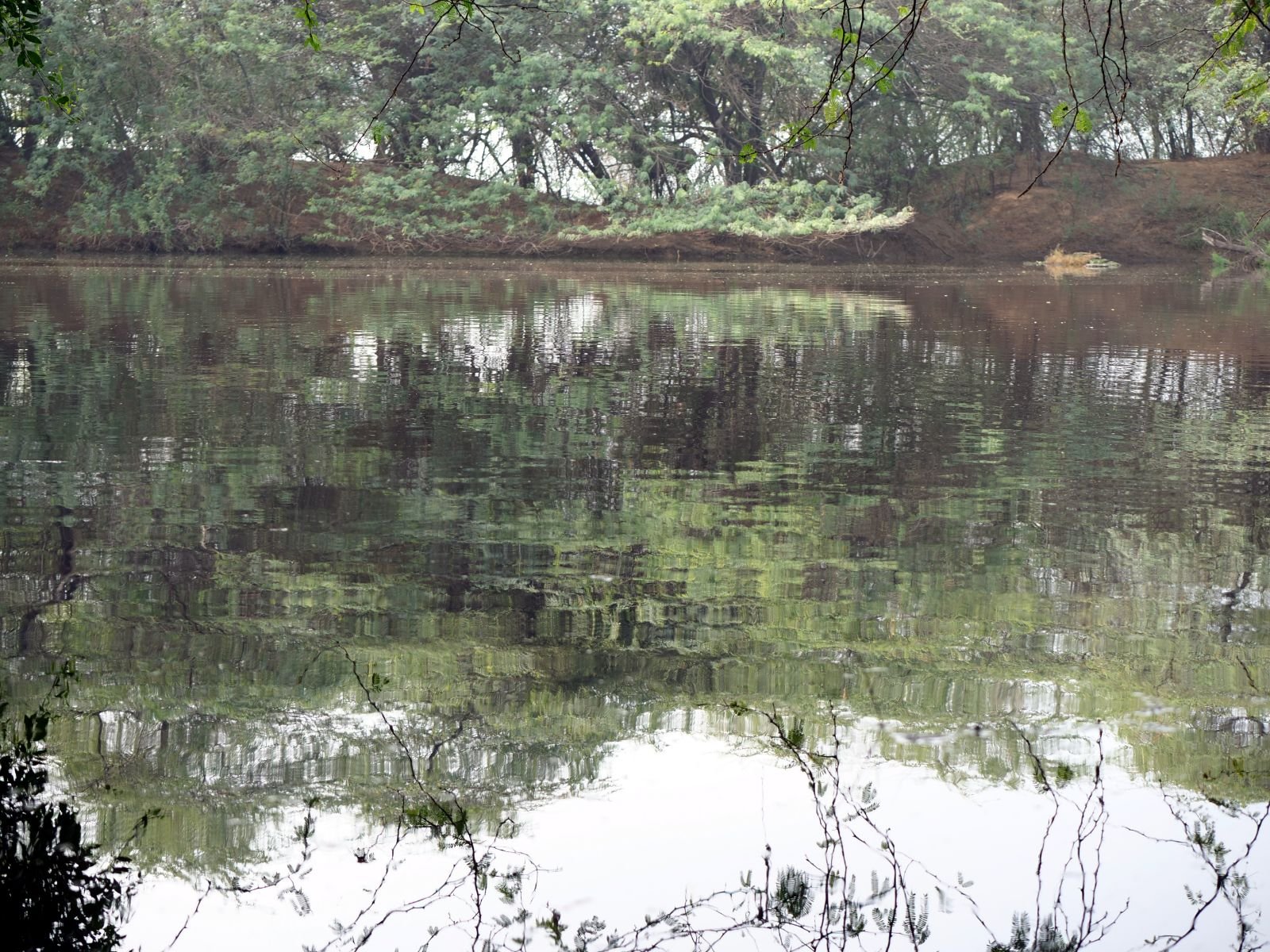 38 badabhaitan rasouli parikrama 2019 12 18