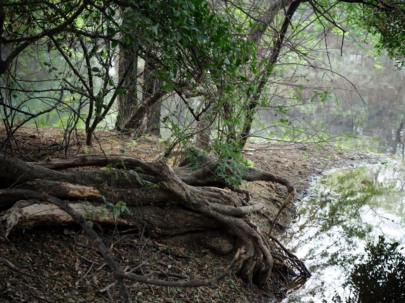 39 badabhaitan rasouli parikrama 2019 12 18