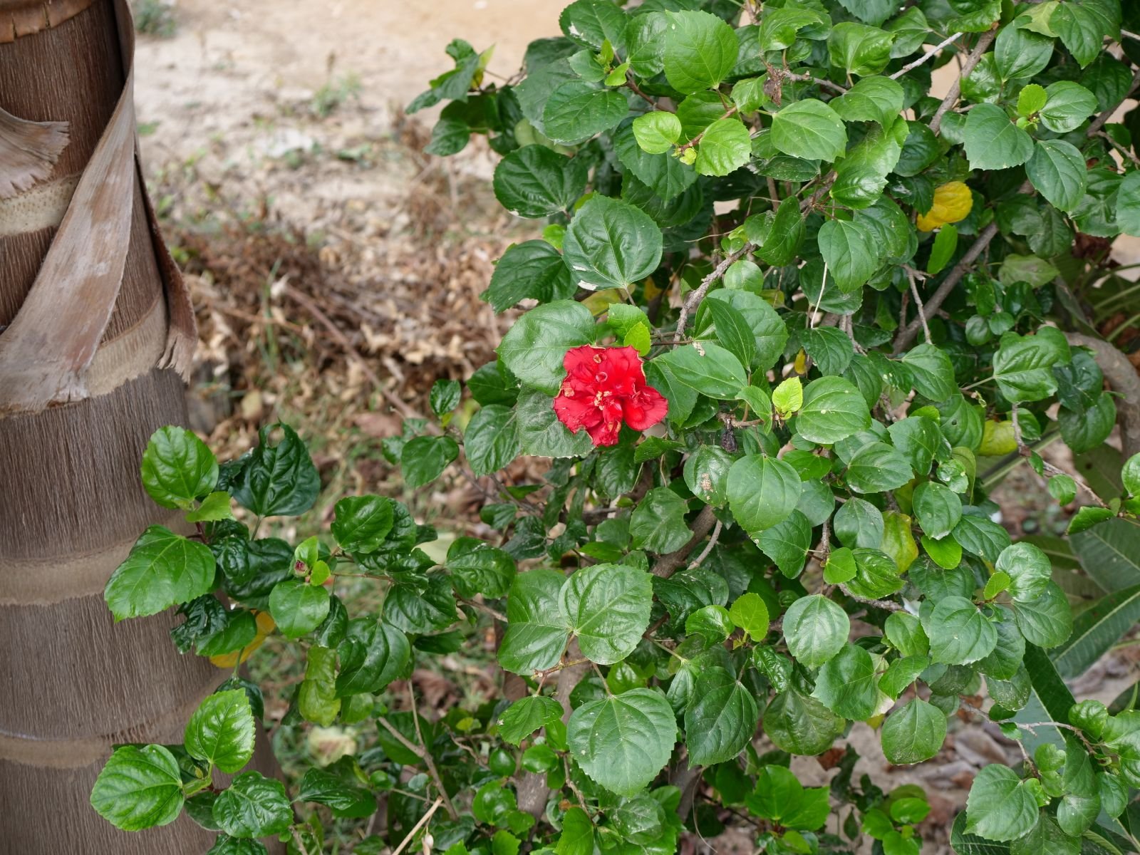 54 badabhaitan rasouli parikrama 2019 12 18