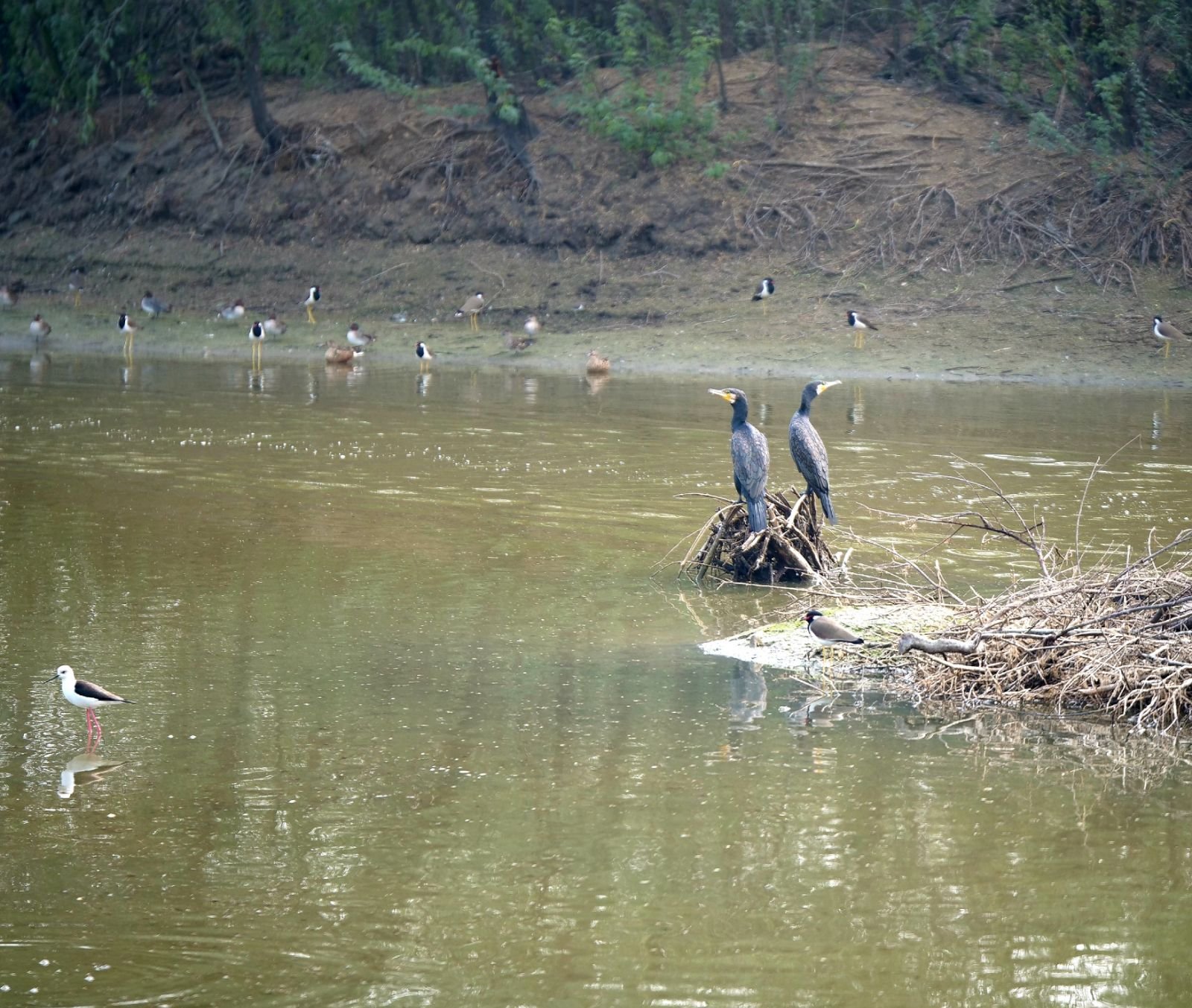 55 badabhaitan rasouli parikrama 2019 12 18