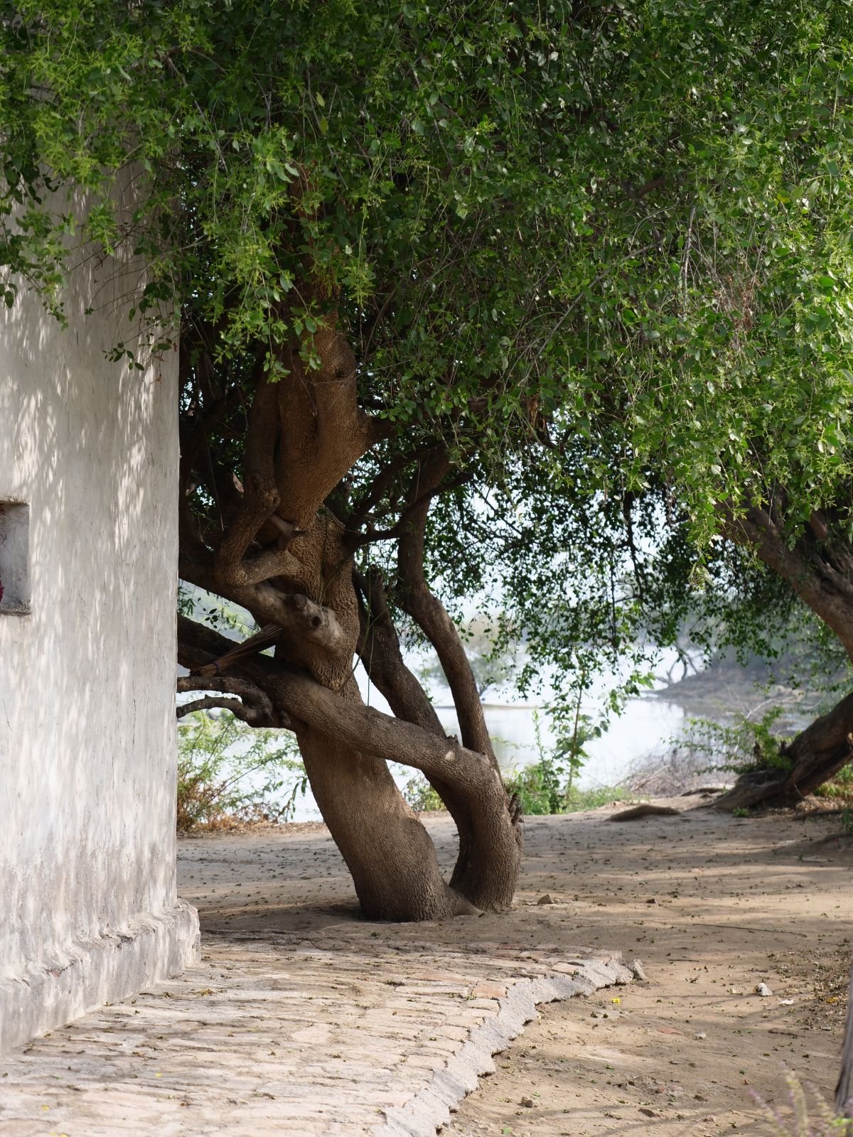 62 badabhaitan rasouli parikrama 2019 12 18