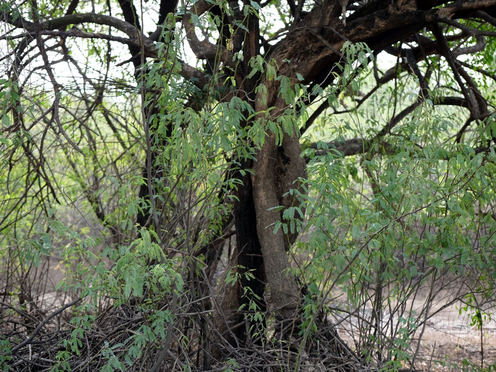 68 badabhaitan rasouli parikrama 2019 12 18