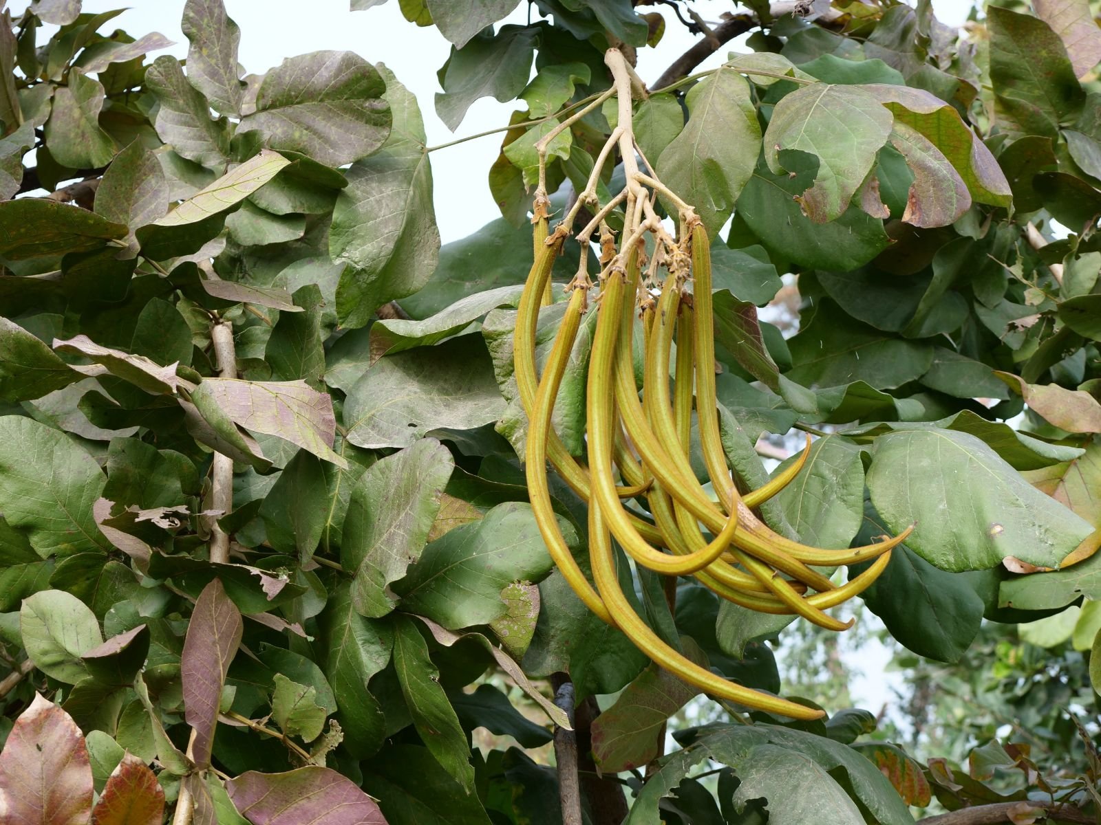 75 badabhaitan rasouli parikrama 2019 12 18