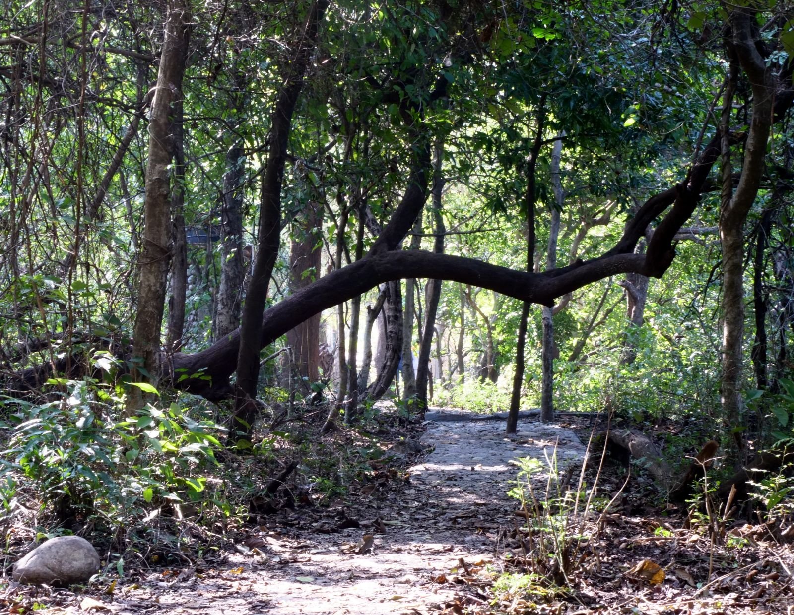 26 rishikesh parikrama 2020.02.19 21