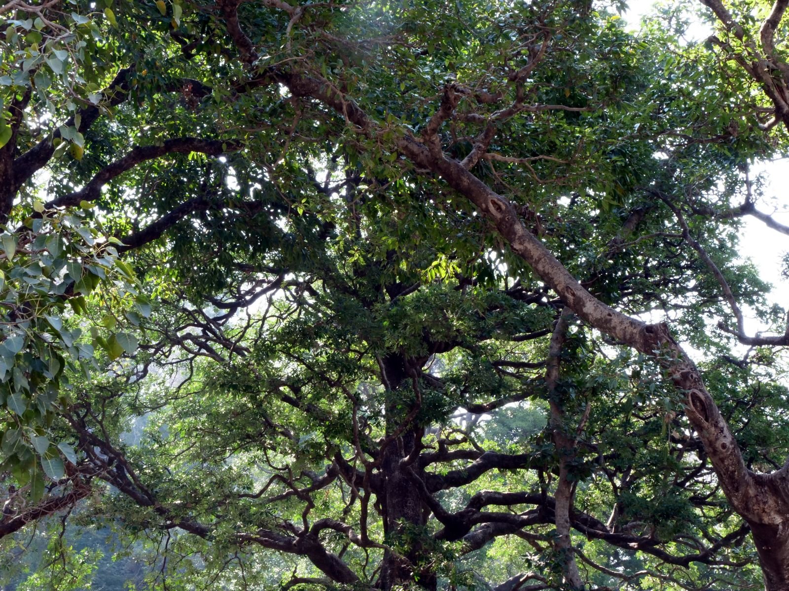 34 rishikesh parikrama 2020.02.19 21