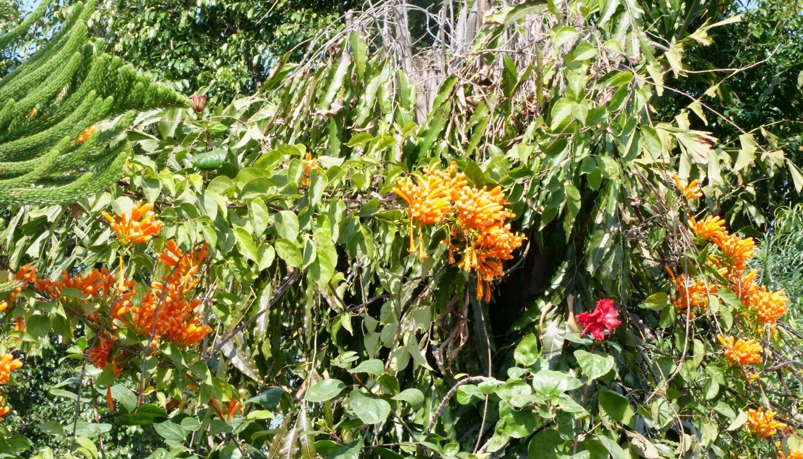 35 rishikesh parikrama 2020.02.19 21