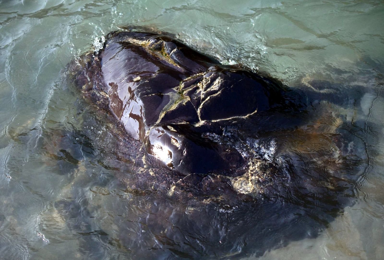 60 rishikesh parikrama 2020.02.19 21