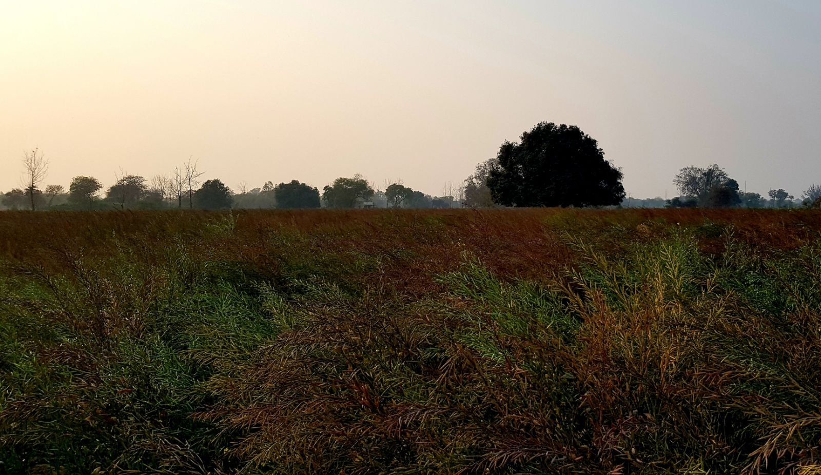 16 mukharai parikrama 2020 02 06