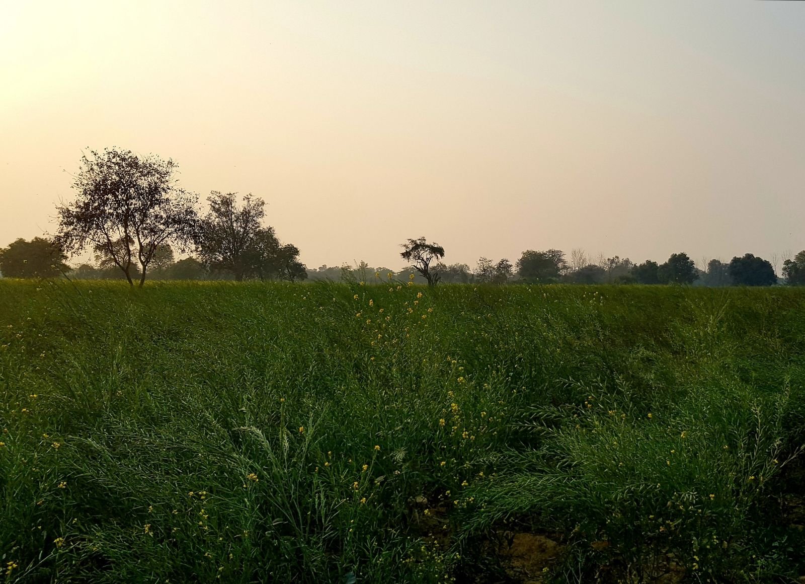 17 mukharai parikrama 2020 02 06