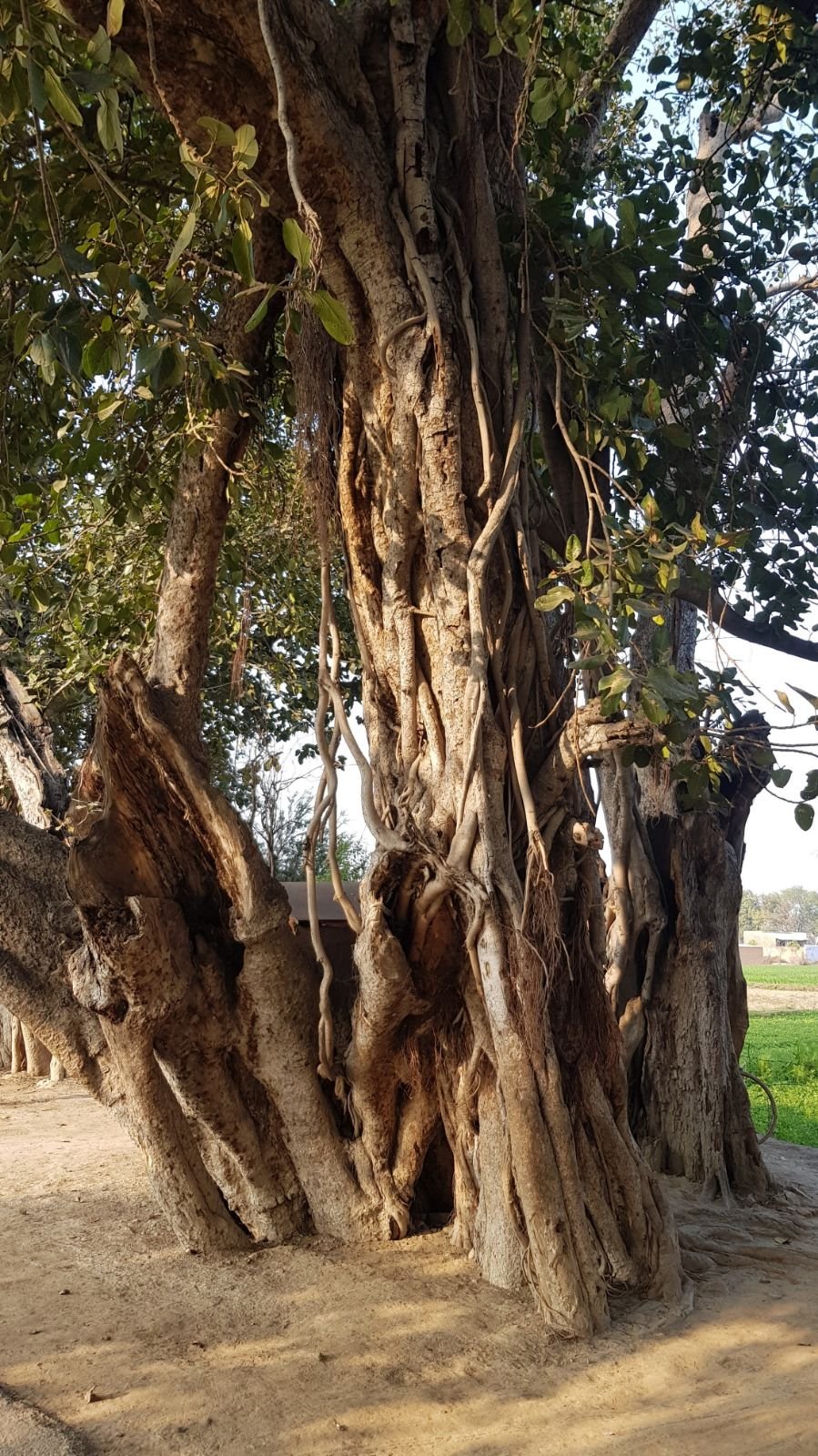 2 mukharai parikrama 2020 02 06