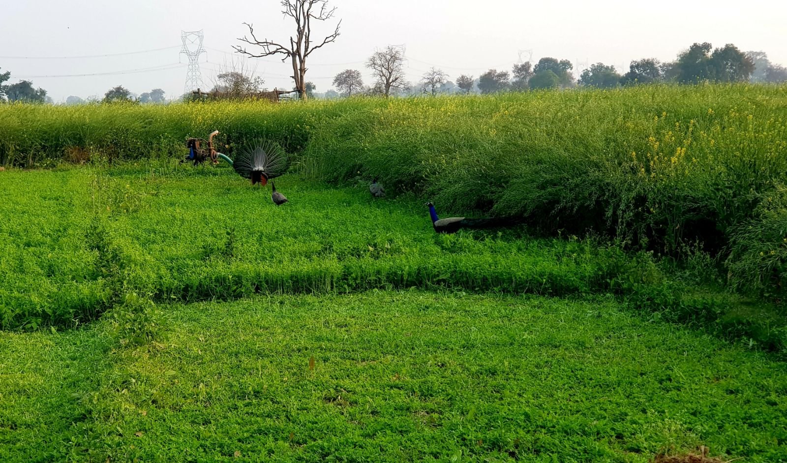 20 mukharai parikrama 2020 02 06