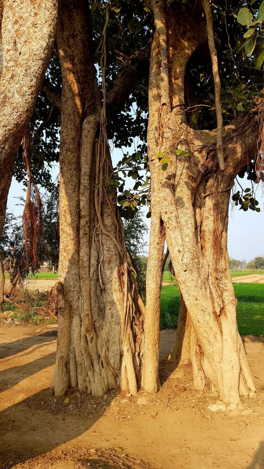 4 mukharai parikrama 2020 02 06