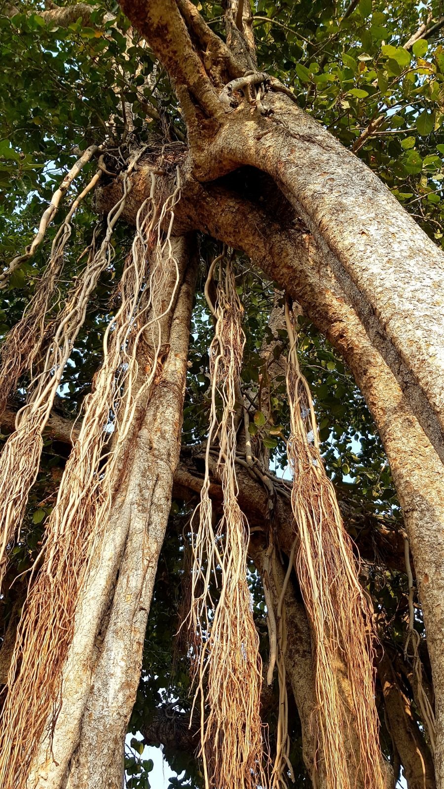 5 mukharai parikrama 2020 02 06