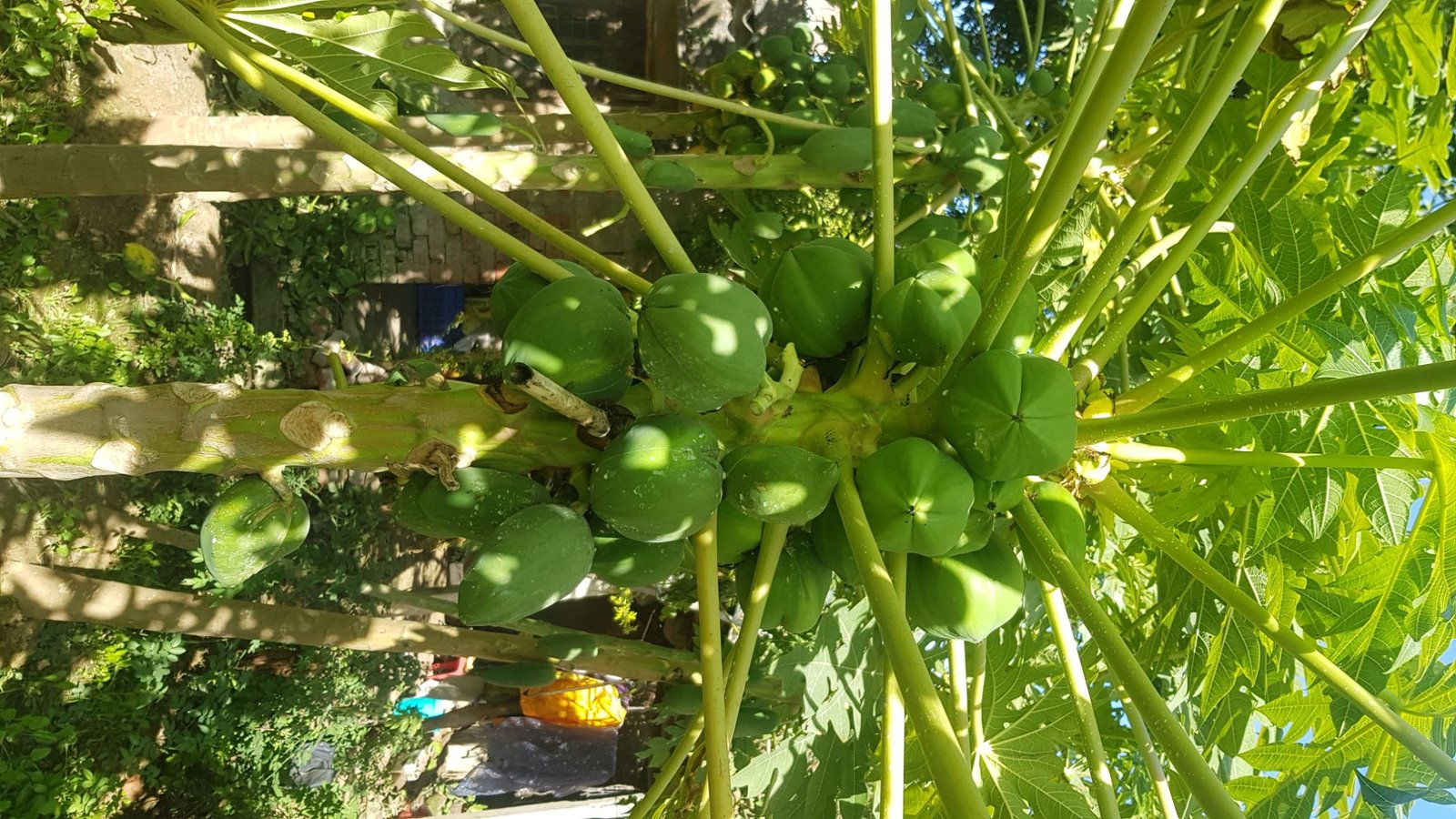 16 varshana parikrama 2020 01 24