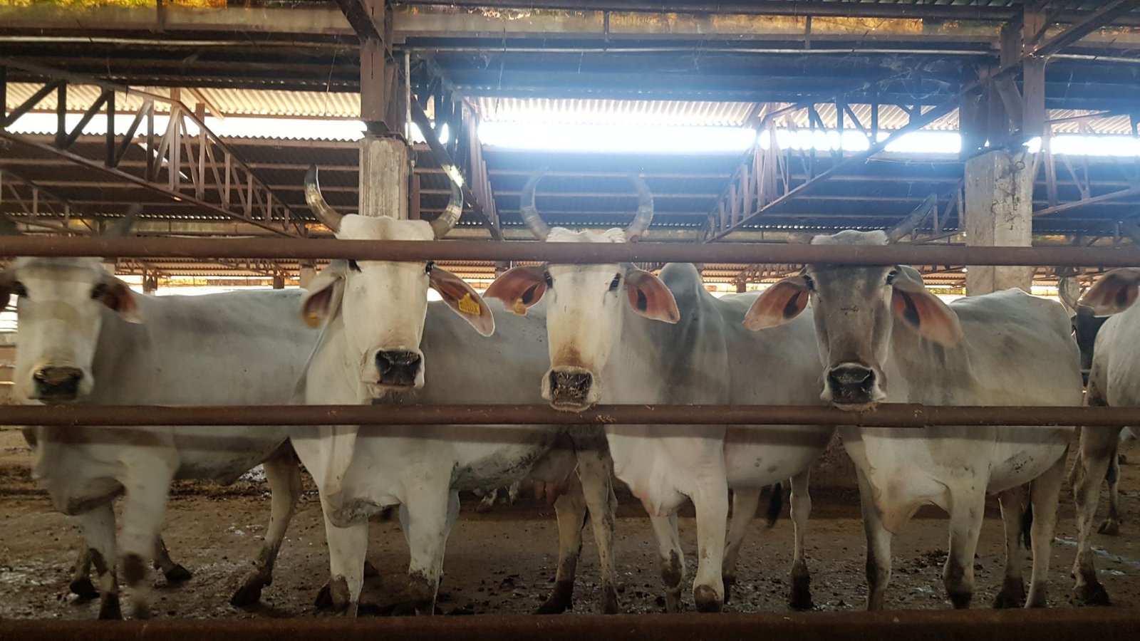 47 varshana parikrama 2020 01 24